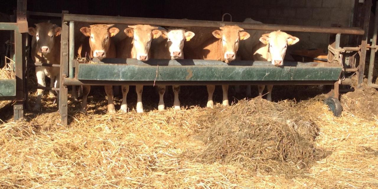 Aux Bois Dores De La Ferme De Sorval, Animaux De La Ferme, Fitness Selvigny Eksteriør billede