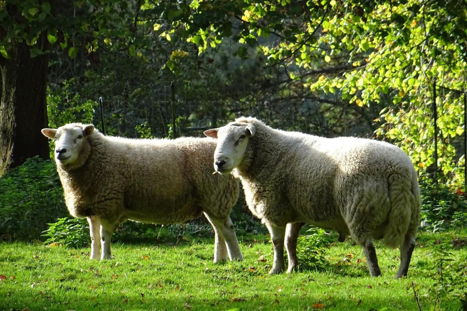 Aux Bois Dores De La Ferme De Sorval, Animaux De La Ferme, Fitness Selvigny Eksteriør billede